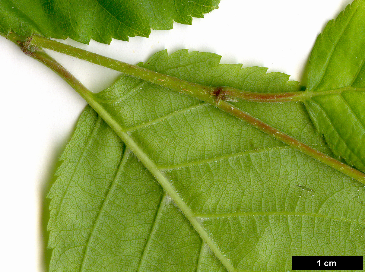 High resolution image: Family: Betulaceae - Genus: Betula - Taxon: utilis - SpeciesSub: subsp. jacquemontii